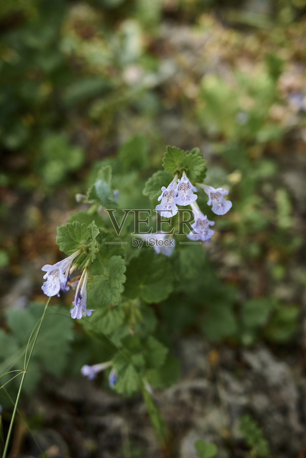 格莱乔马荣誉花照片摄影图片