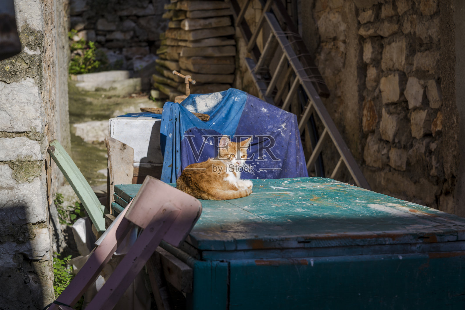 小黄猫和小白猫照片摄影图片