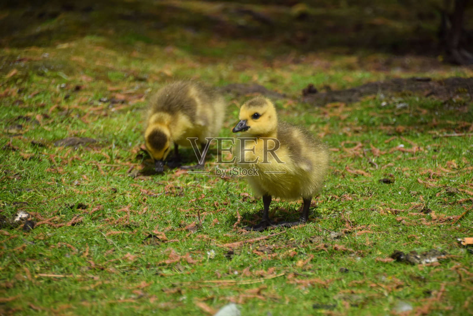 公园里可爱的加拿大鹅宝宝照片摄影图片