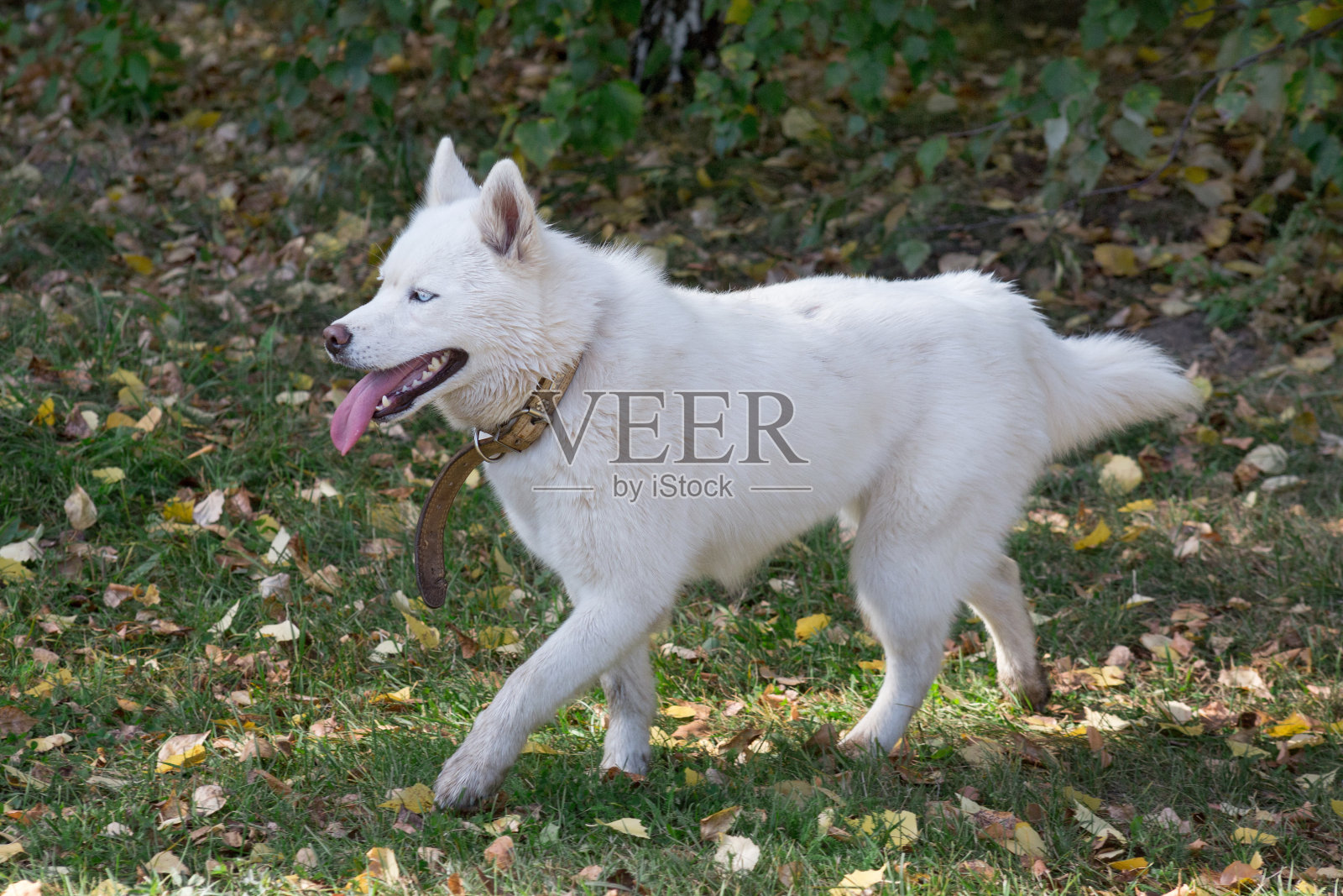 可爱的蓝眼睛白色哈士奇走在秋天公园的绿色草地上。宠物的动物。照片摄影图片