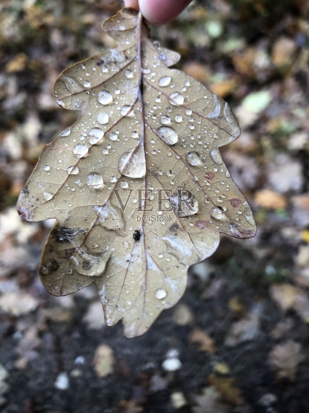 droo一片叶子照片摄影图片