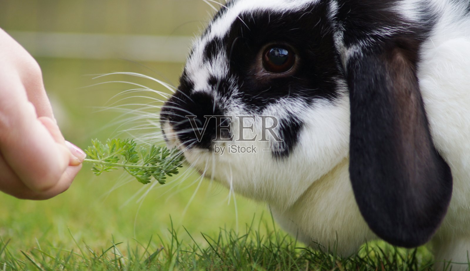 用手给兔子喂食欧芹照片摄影图片