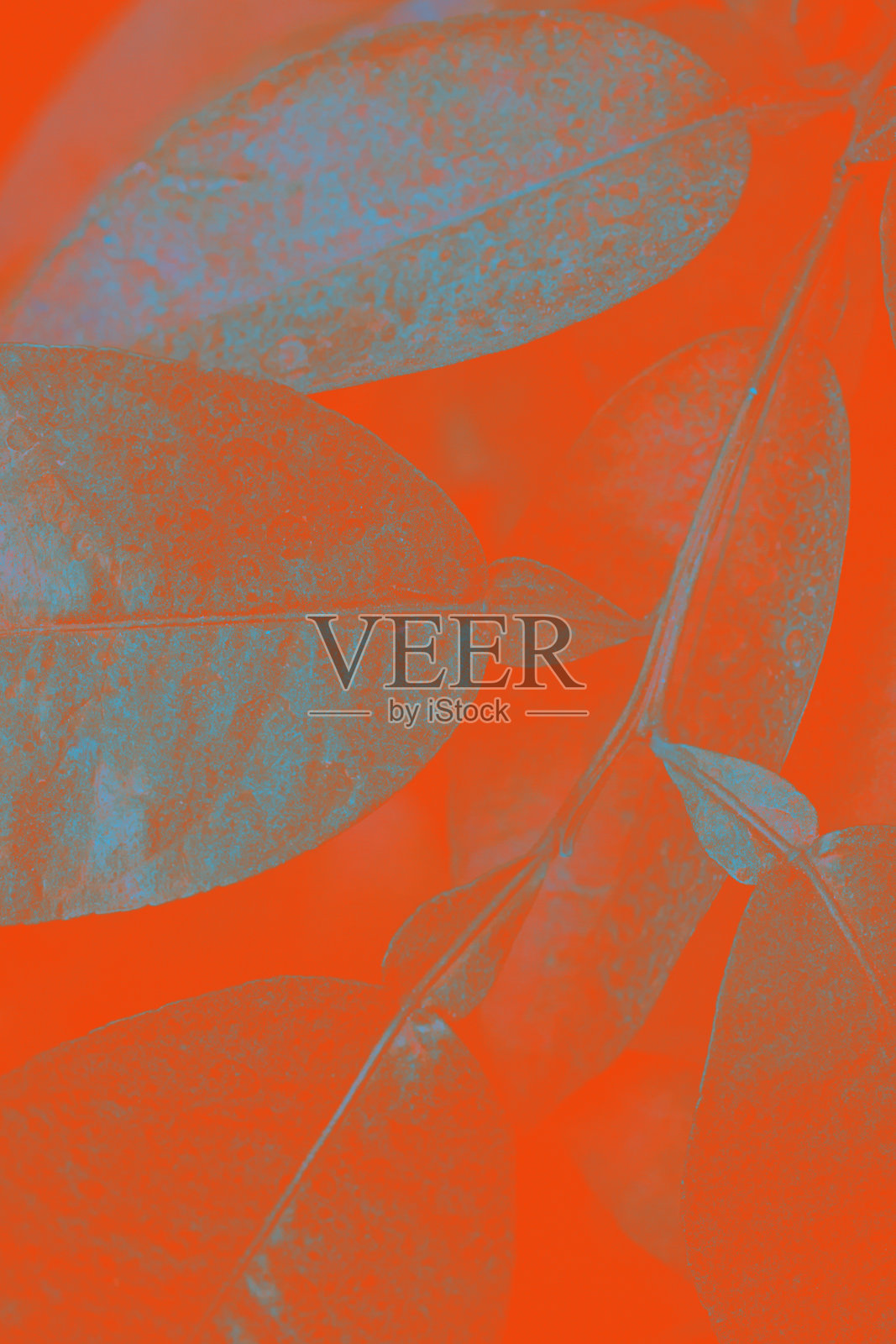 抽象明亮的自然背景。热带植物超现实的叶子。照片摄影图片