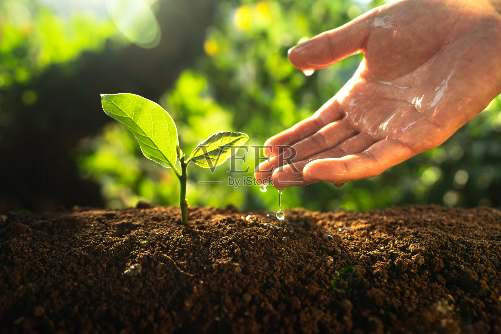 在大自然中亲手给植物浇水照片摄影图片