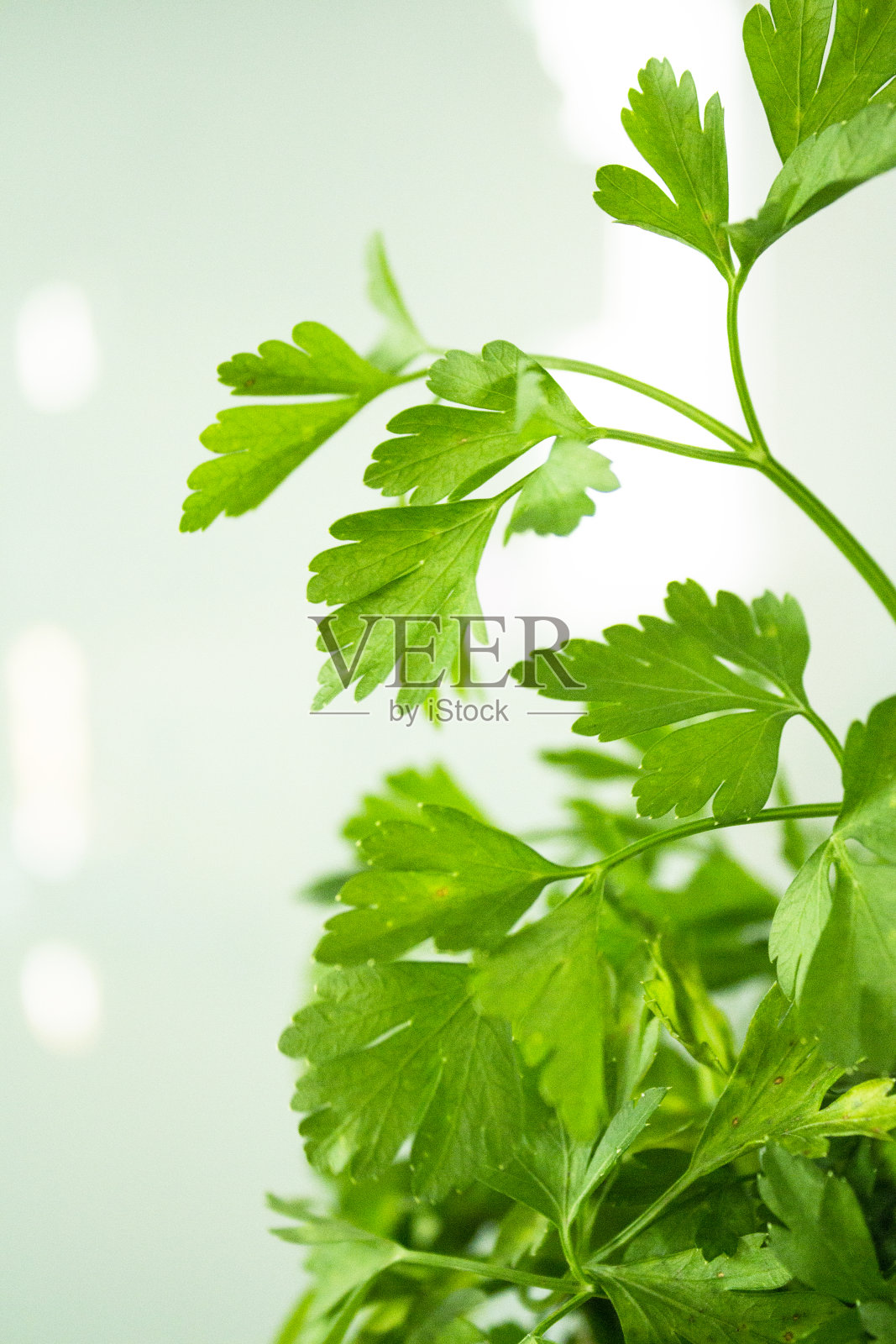 新鲜的香菜。用于健康烹饪的调味料。适合素食者和纯素食者照片摄影图片