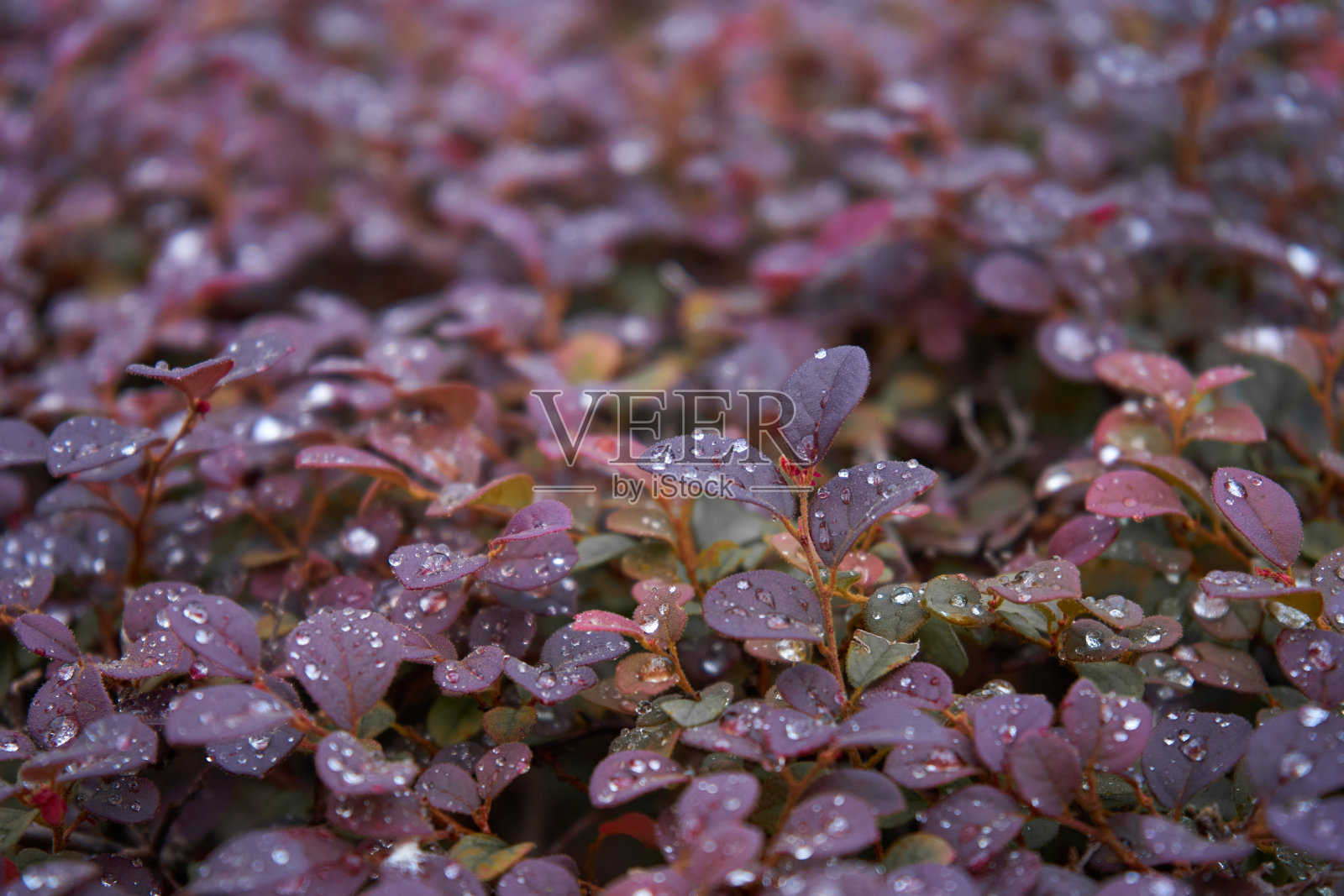 一种红色的日本小檗灌木的鲜红色浆果。雨后注射的小檗照片摄影图片
