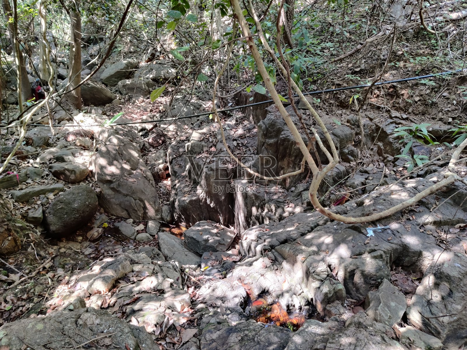 森林里的岩石和树木的美丽景色照片摄影图片