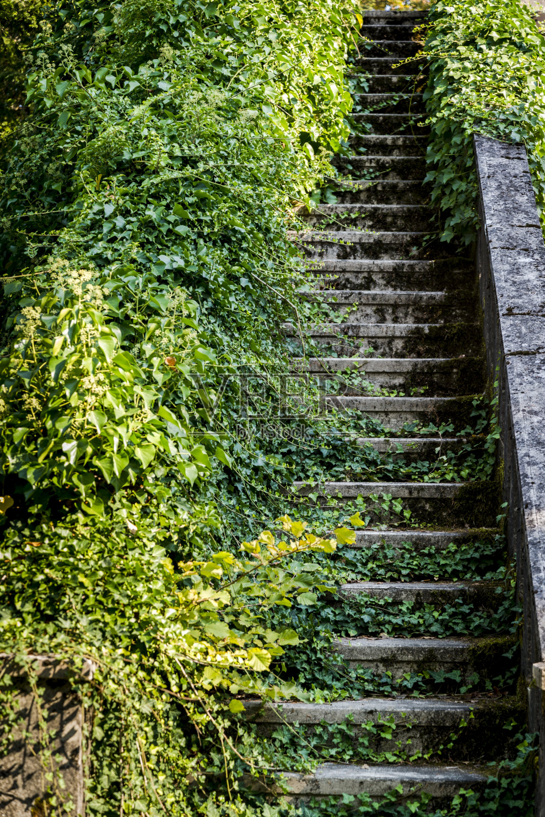 杂草丛生的楼梯照片摄影图片