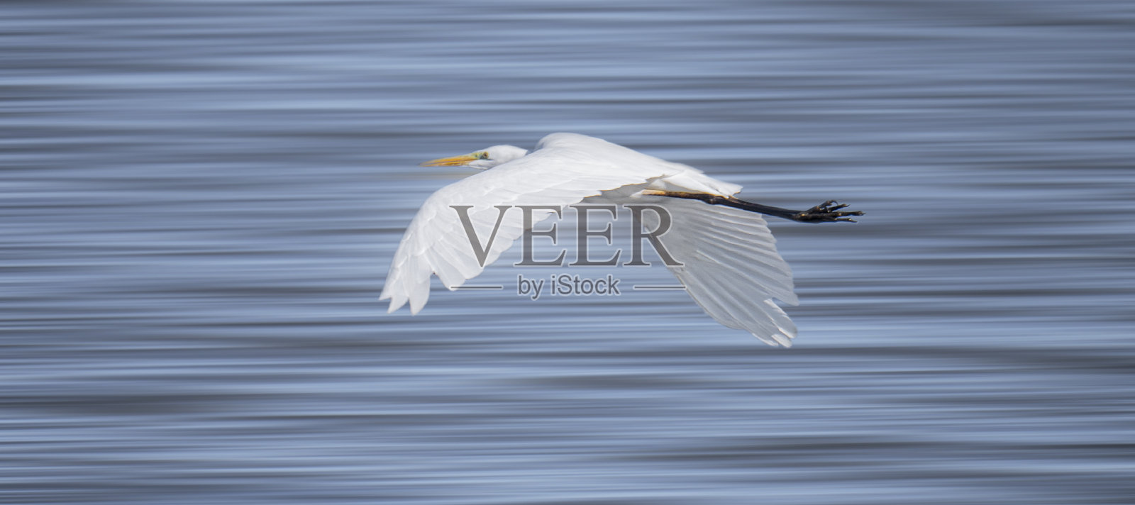 白鹭照片摄影图片