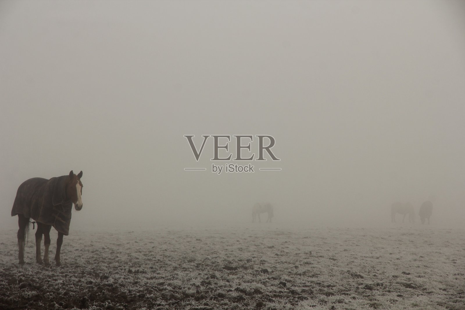 雾天里结霜的田地里的马照片摄影图片