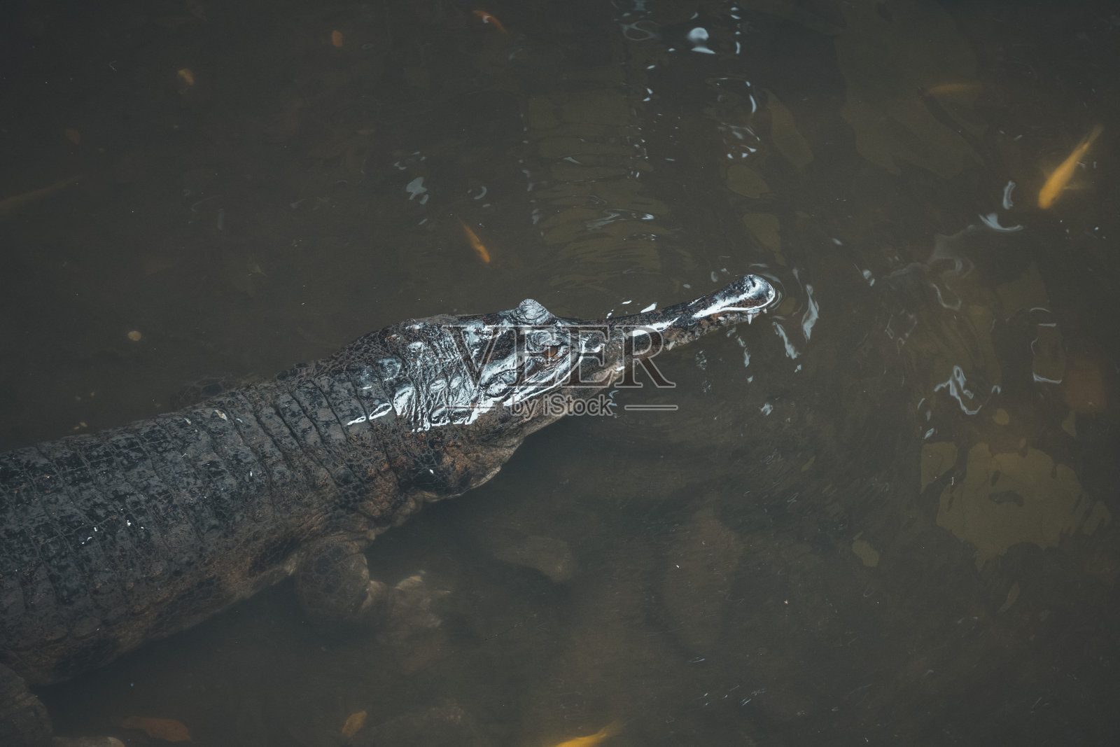 野生鳄鱼照片摄影图片
