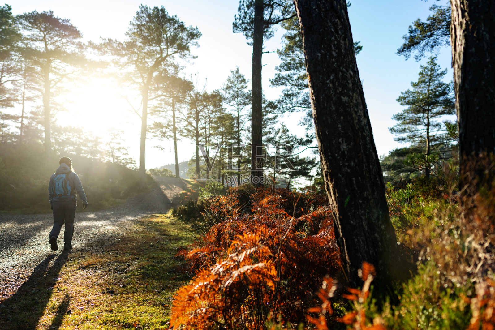 妇女徒步旅行在秋天的森林和树木在挪威照片摄影图片