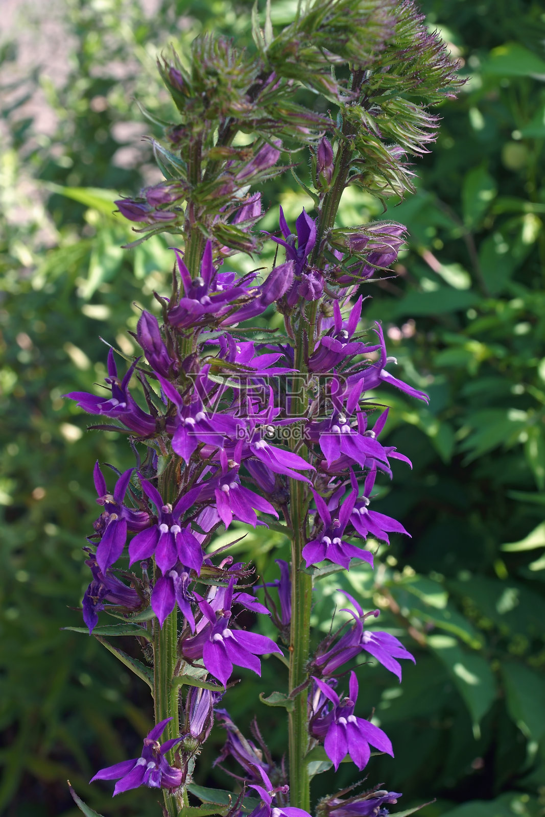 蓝色的红衣主教的花照片摄影图片
