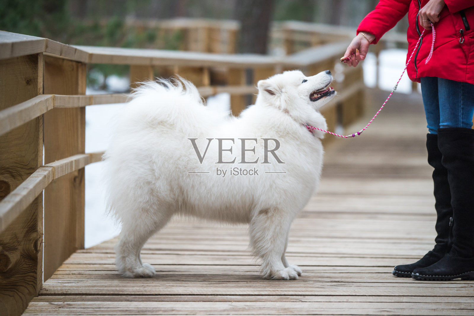 漂亮的毛茸茸的萨摩耶白狗被牵着照片摄影图片