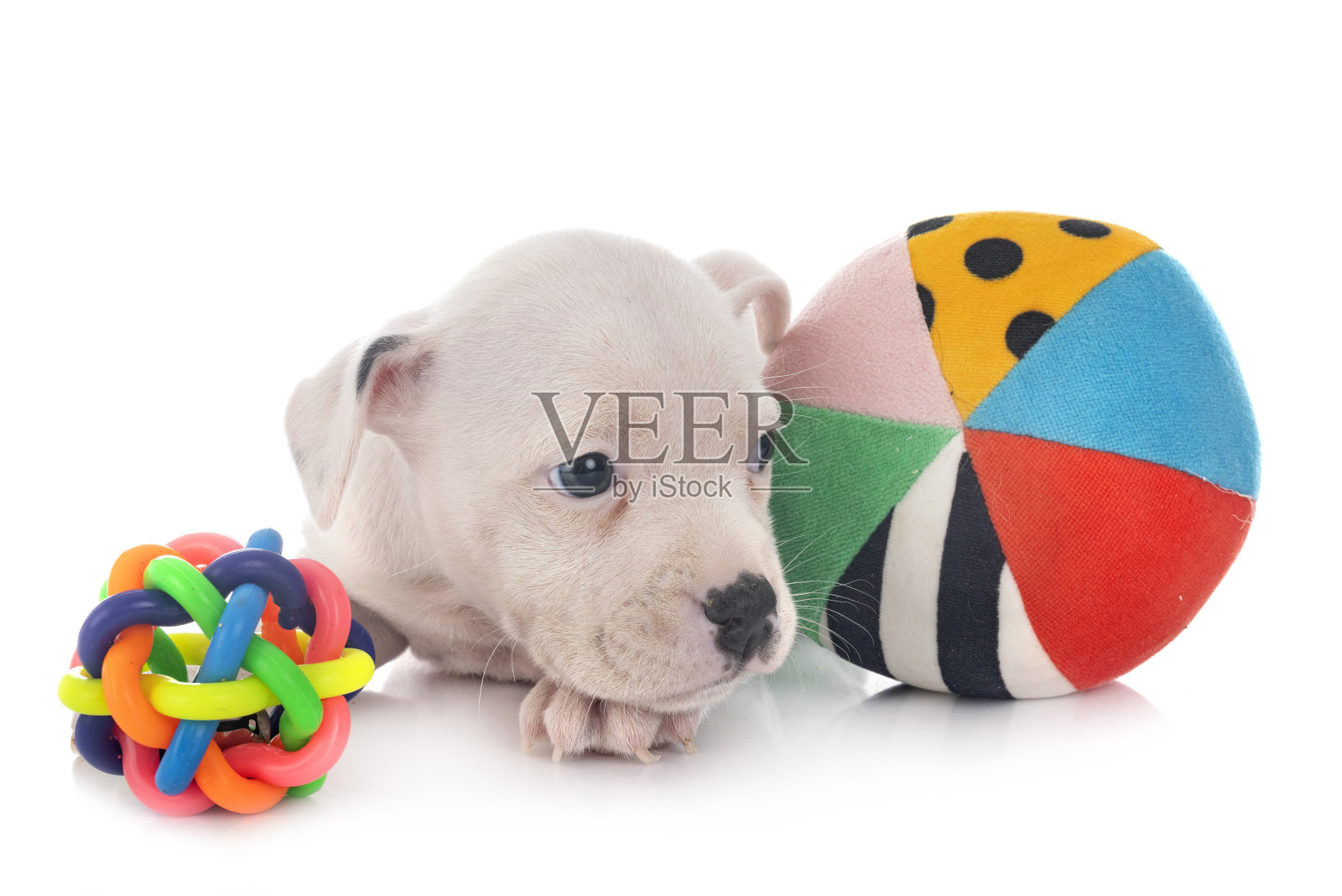 小狗斯塔福德郡斗牛梗照片摄影图片