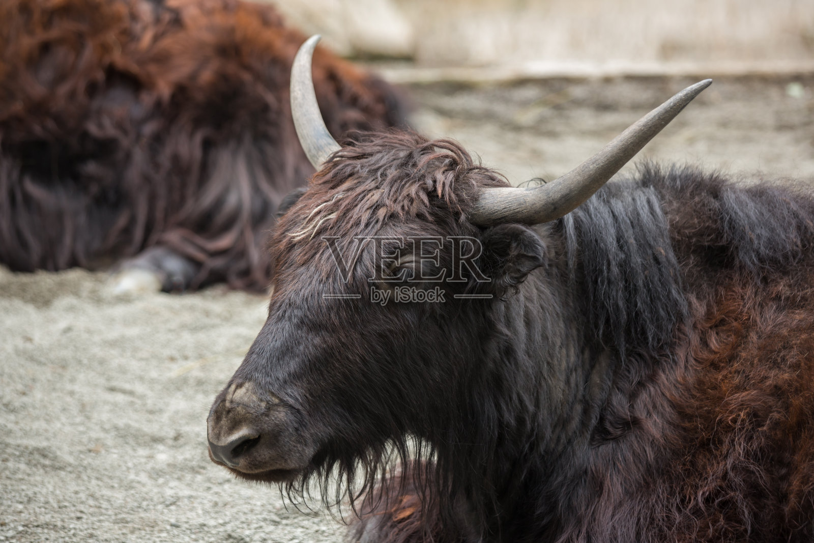 牛，公牛，牦牛，特写肖像户外照片摄影图片