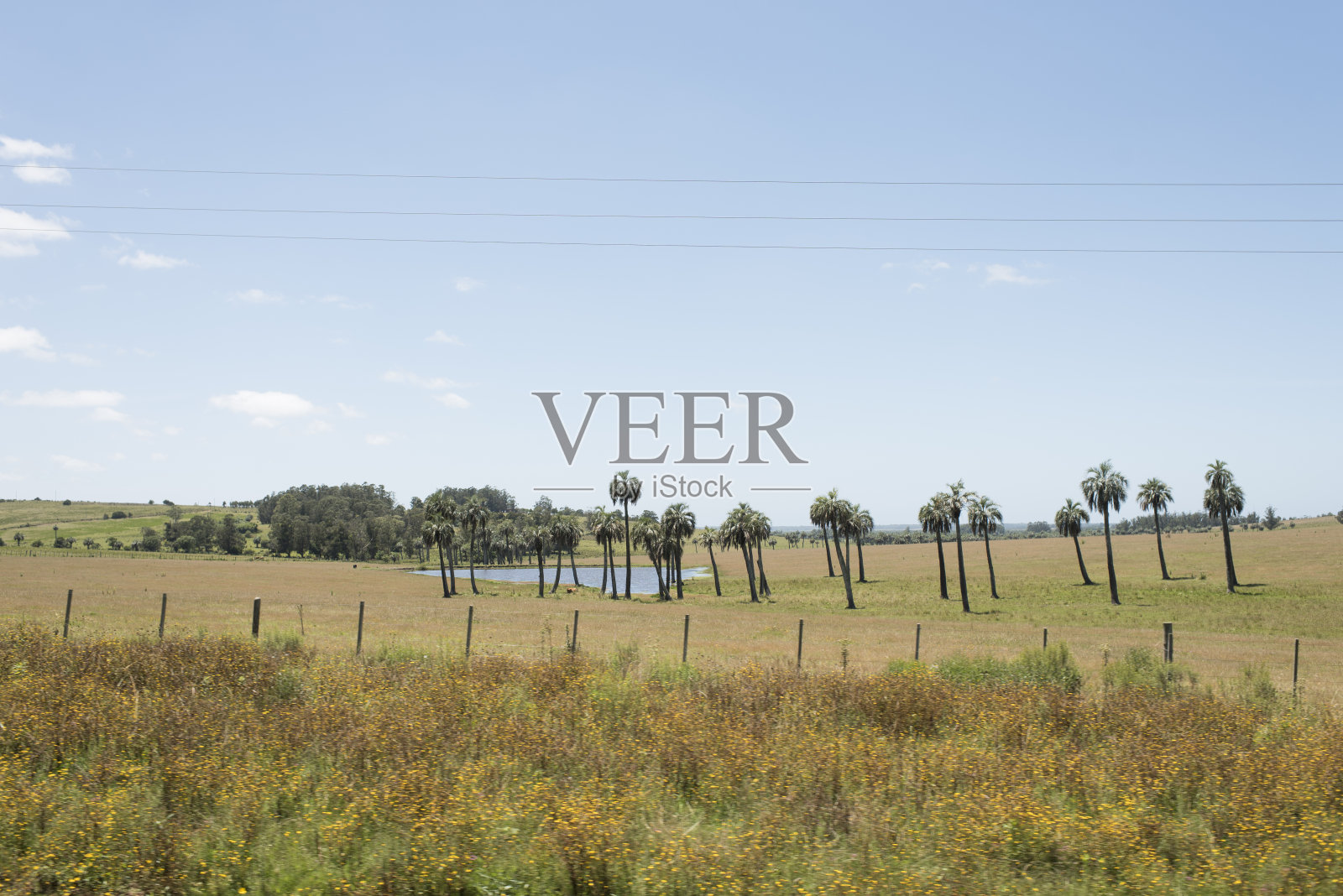 在乌拉圭罗查省的乡村旅游线路Camino del Indio边上的butia棕榈树田照片摄影图片