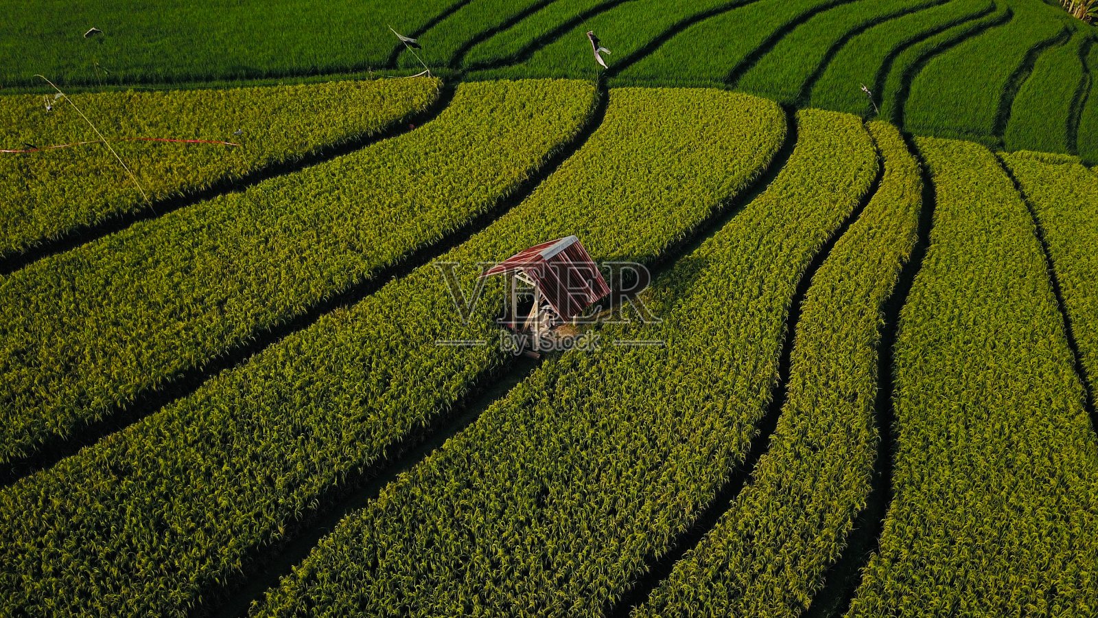 稻田照片摄影图片