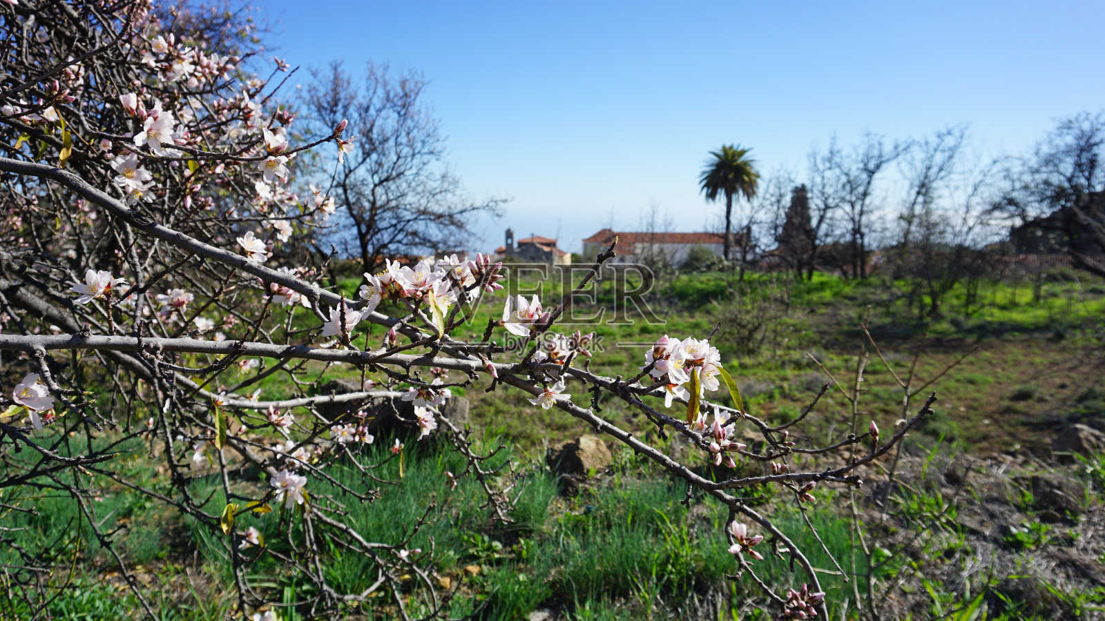 在Vilaflor村的背景上盛开的杏树枝照片摄影图片