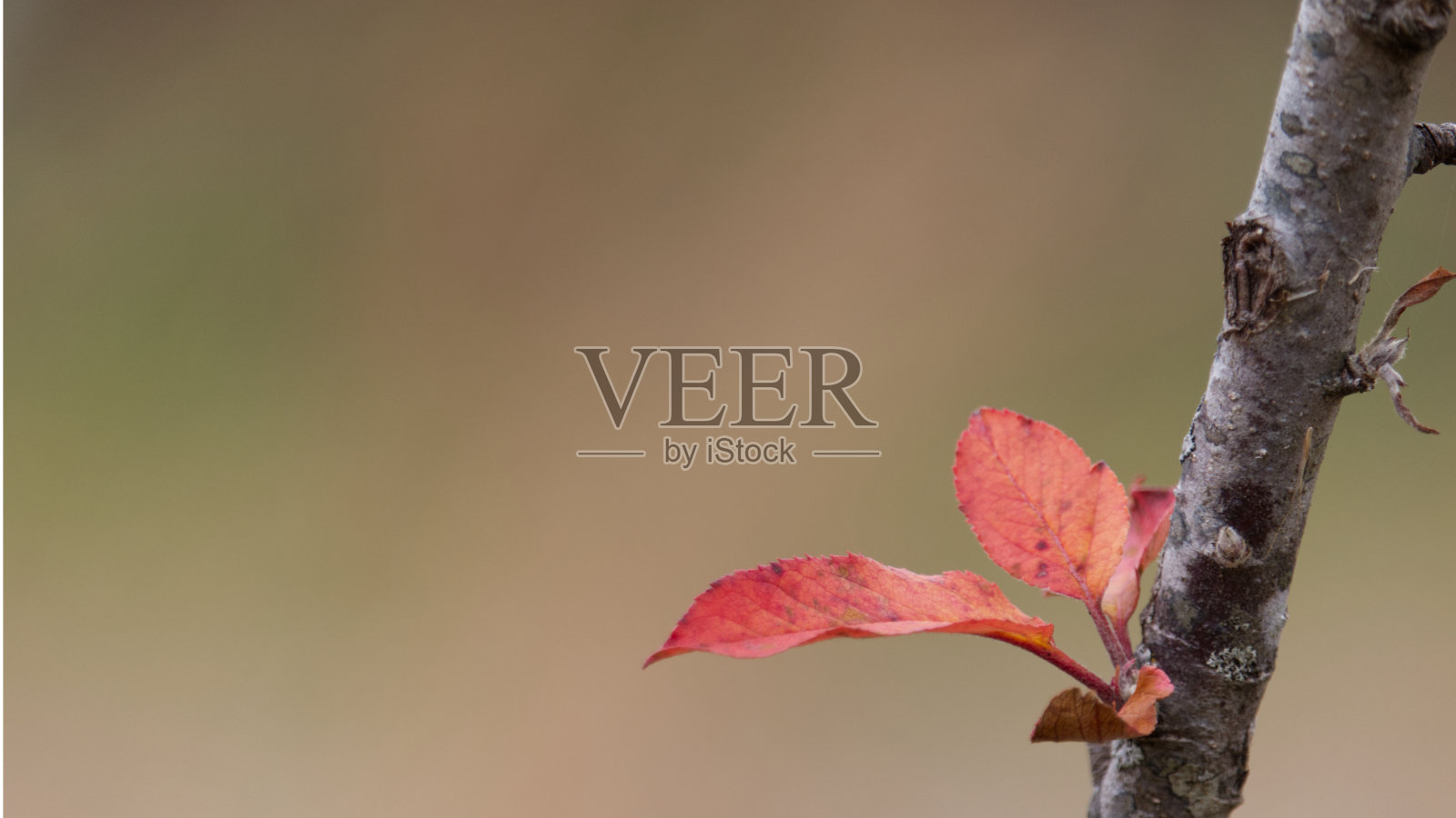 秋天的树枝和红叶背景与复制空间照片摄影图片