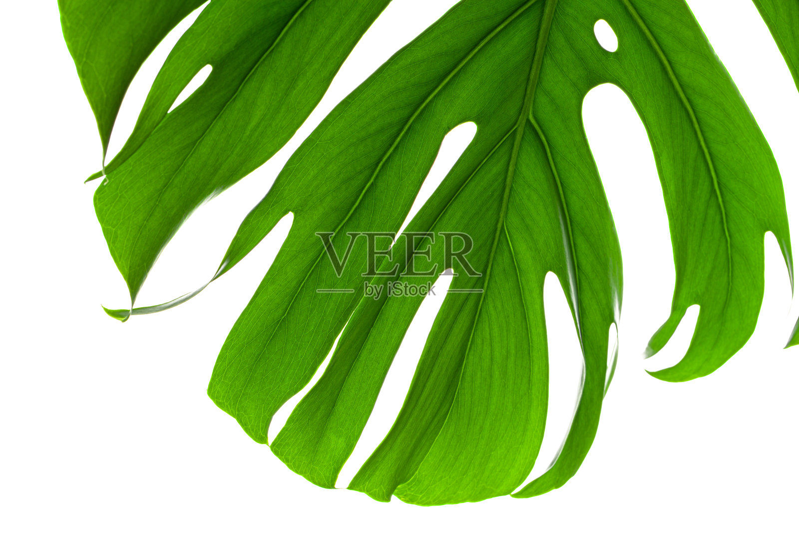 有光泽的怪物叶接近孤立的白色背景照片摄影图片