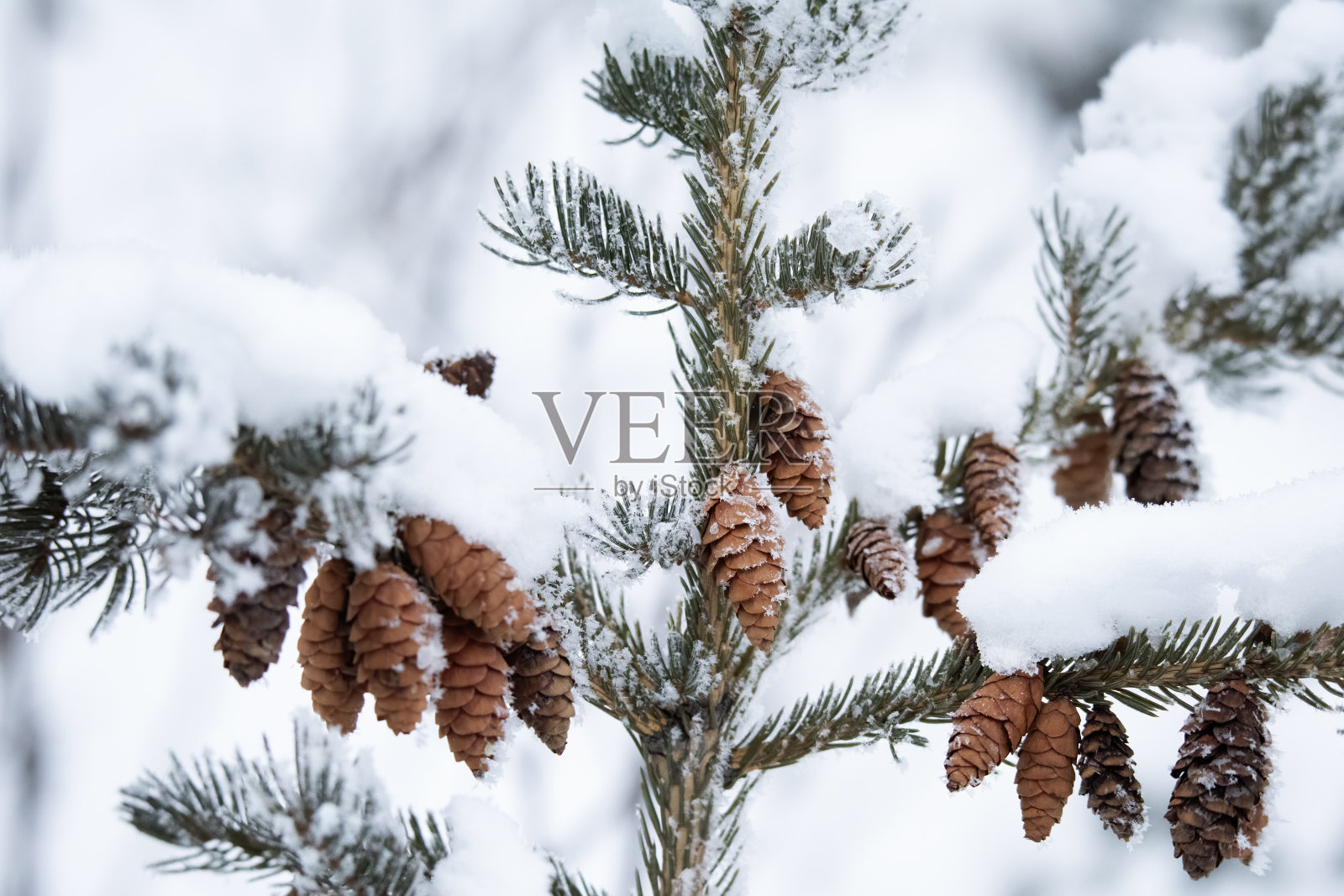 雪中的云杉照片摄影图片