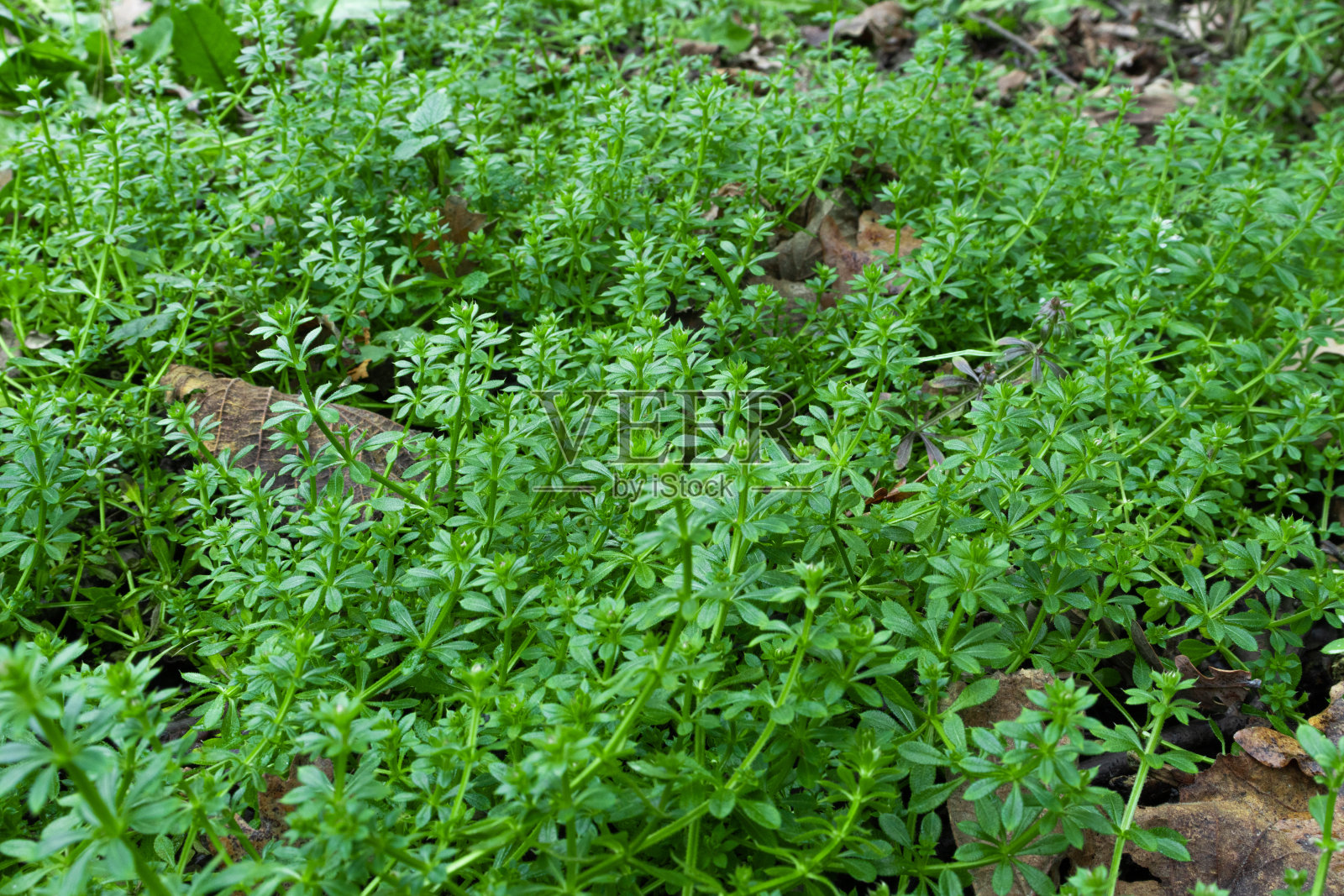 绿草照片摄影图片