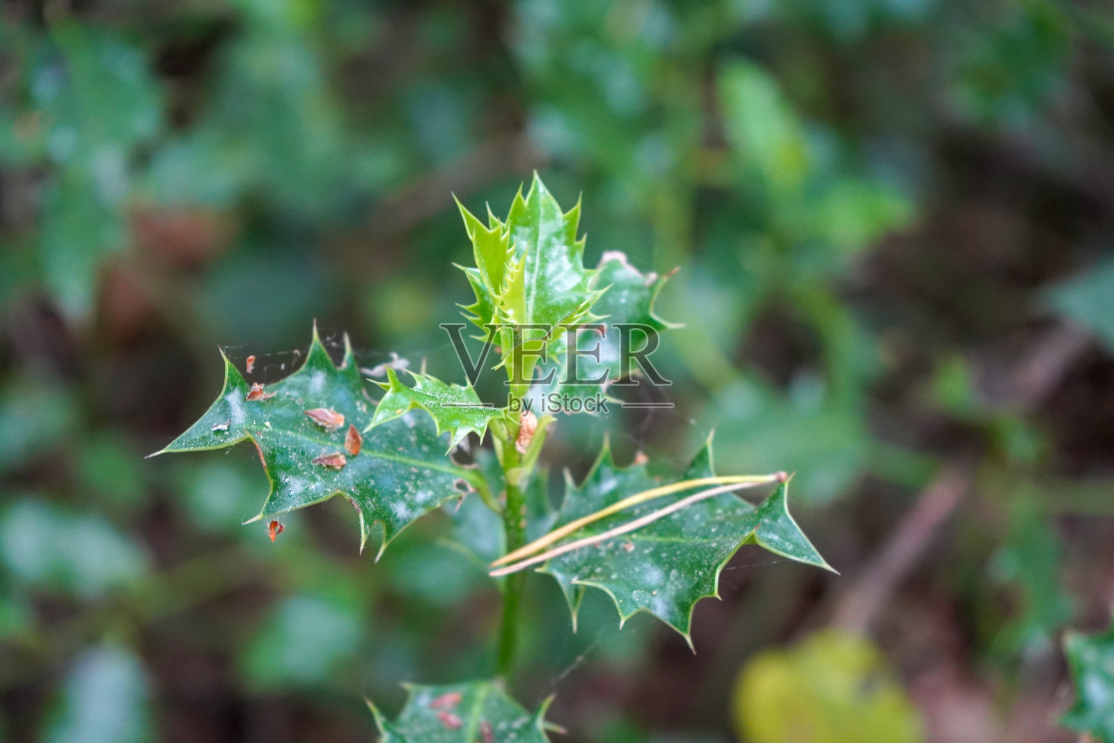 近距离观察冬青的嫩叶照片摄影图片