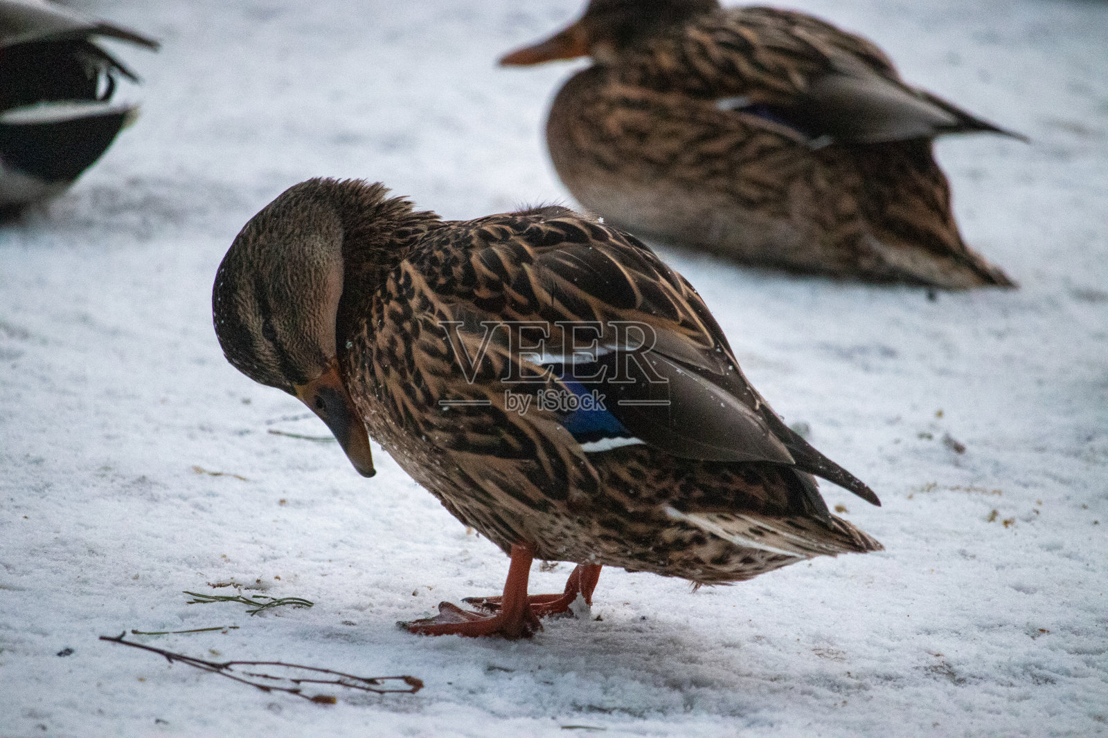 鸭子保暖照片摄影图片