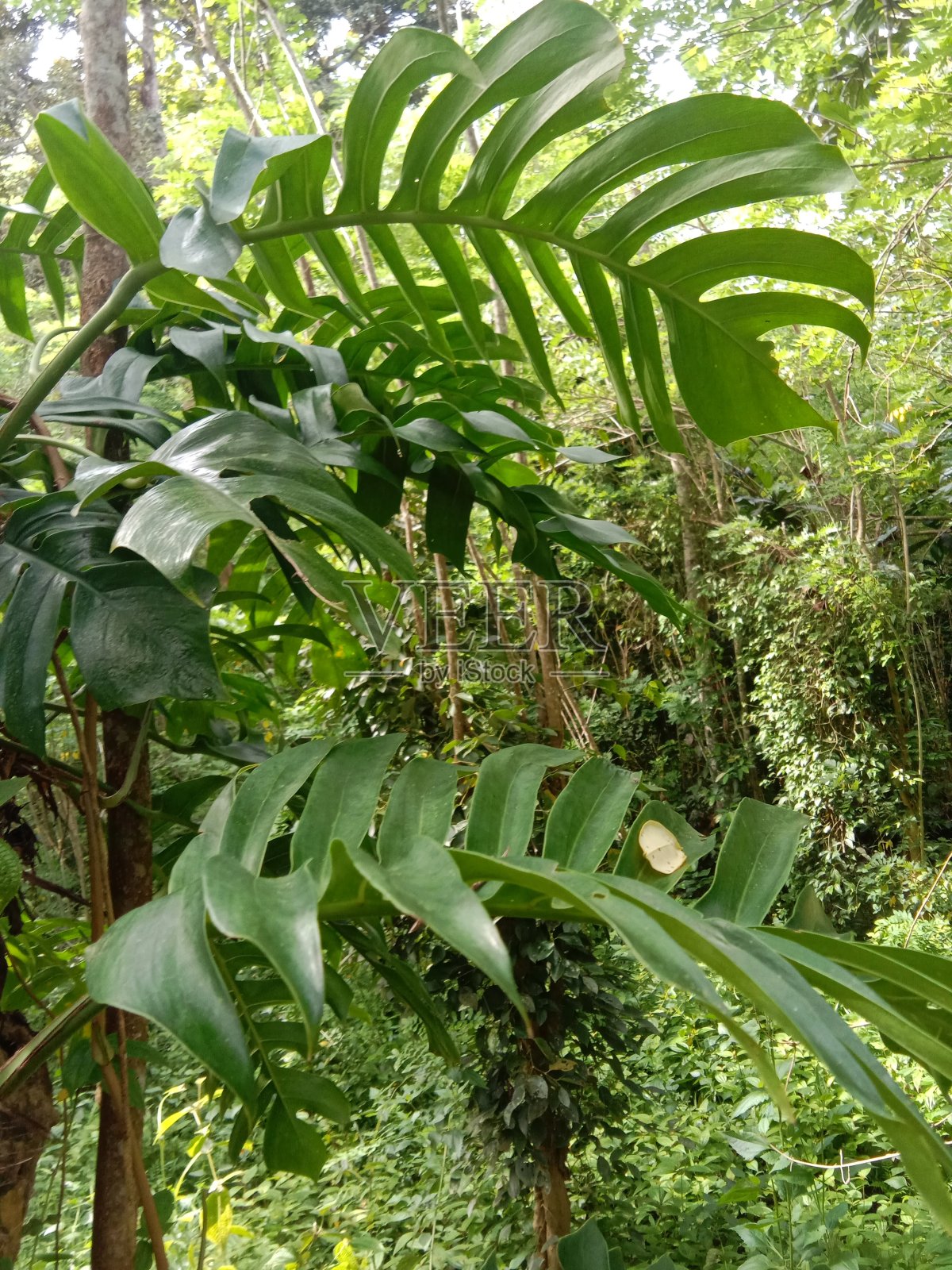 美味的蓬莱蕉照片摄影图片