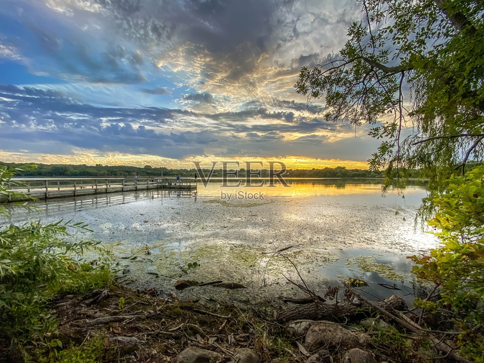 壮观的日落与多云的天空在明尼苏达湖充满绿色的百合叶在夏天的钓鱼码头照片摄影图片