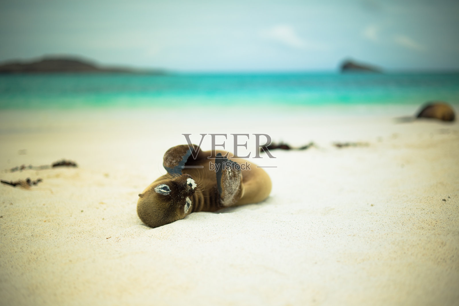 顽皮的海狮在加拉帕戈斯群岛的蓝绿色海滩上拍照照片摄影图片