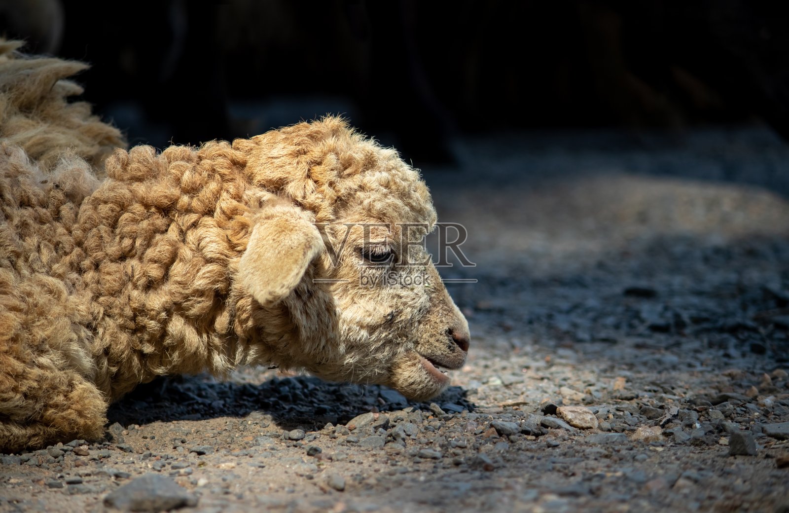 绵羊绵羊坐在地上的特写，完美的壁纸照片摄影图片