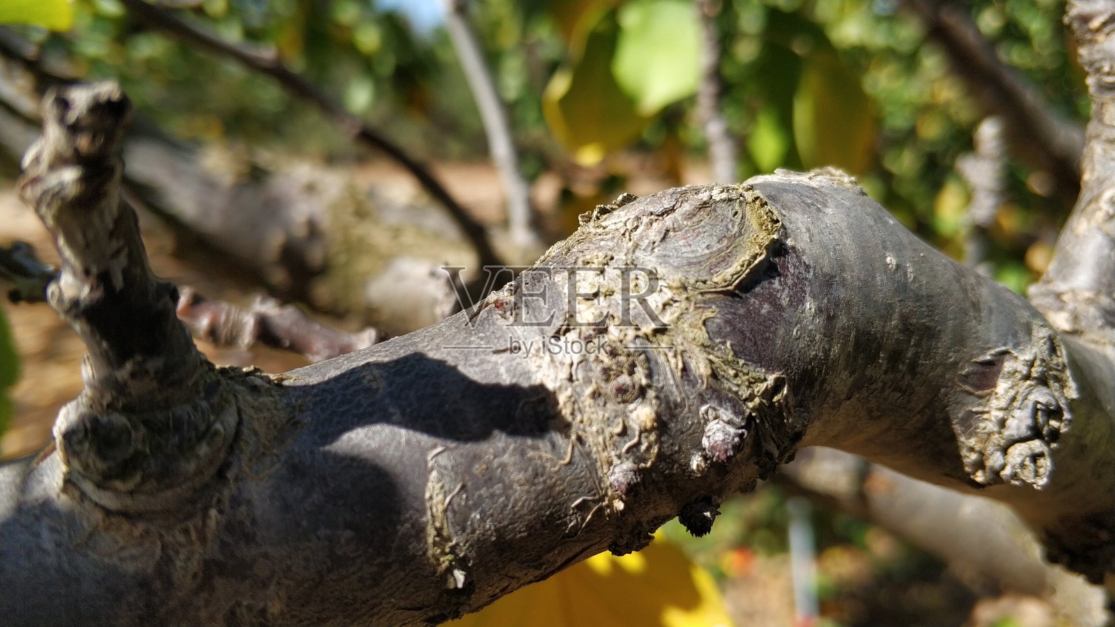 在西班牙的cieza Murcia开花，为你的感官带来了色彩的爆炸照片摄影图片