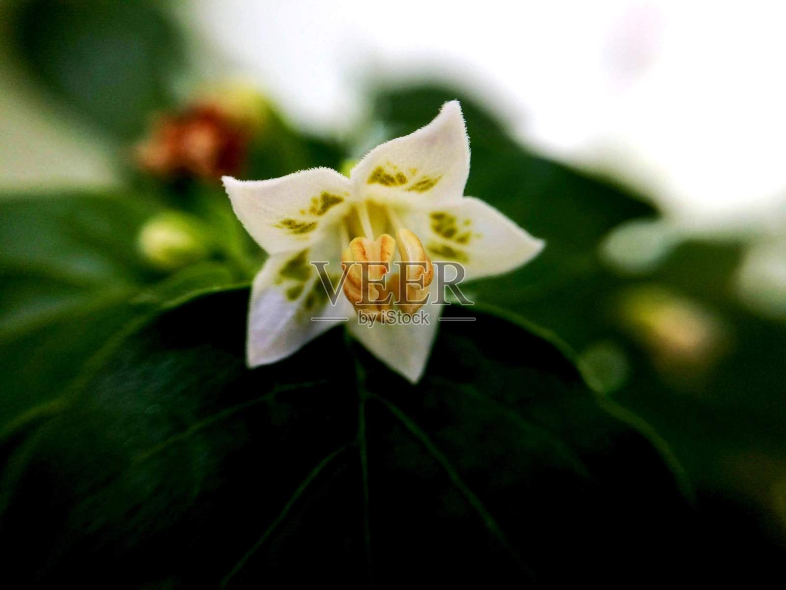 辣椒花植物照片摄影图片