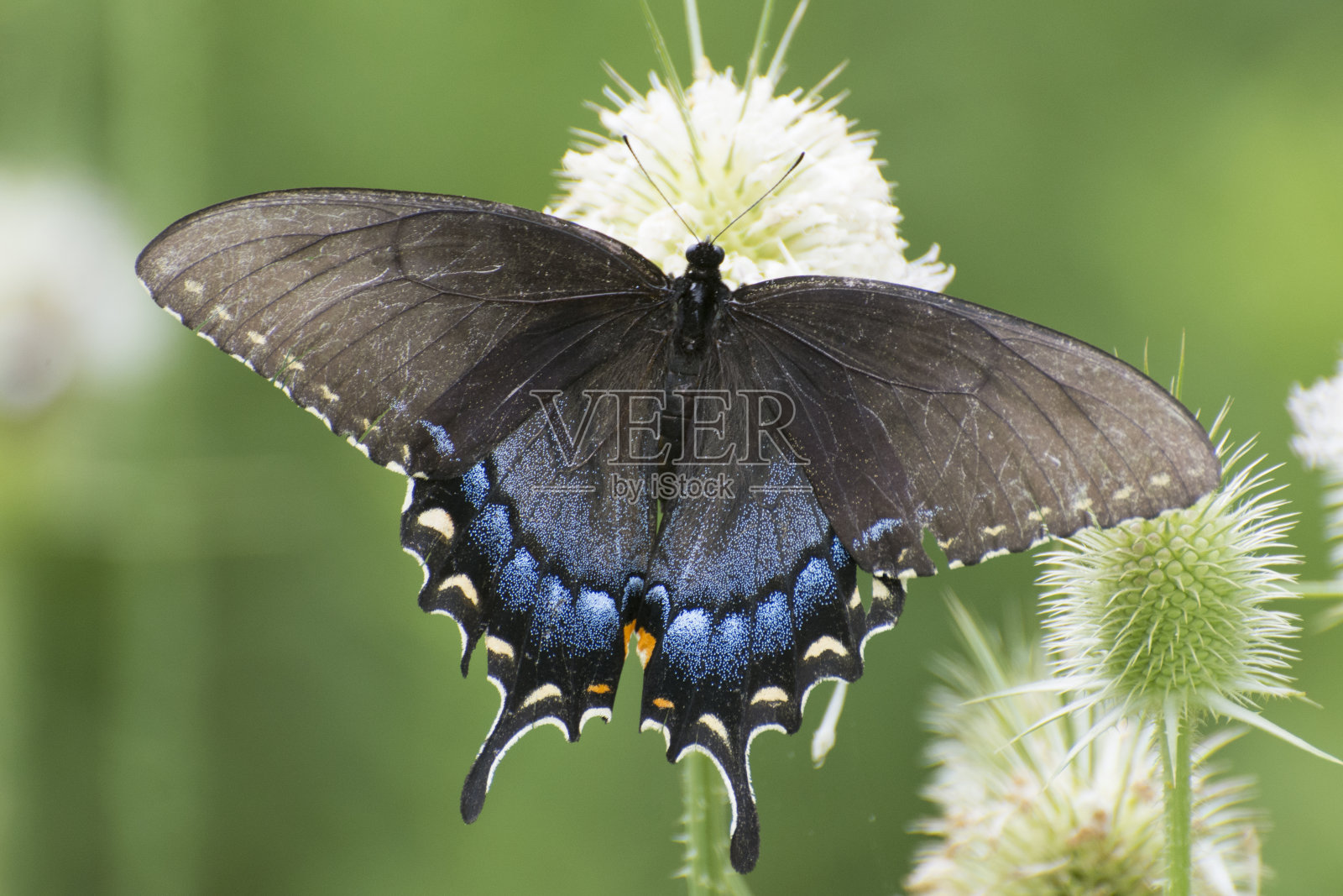 蝴蝶2020 - 70照片摄影图片