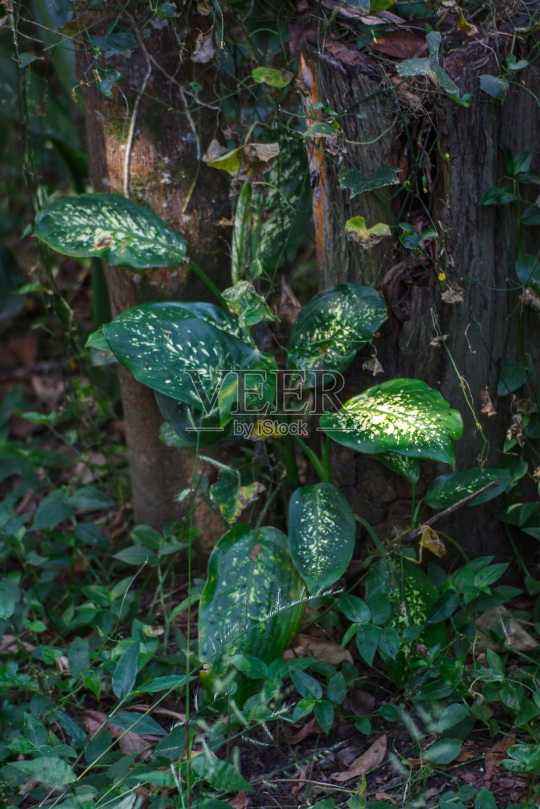 迪芬巴契亚 · 塞金 · 邓布甘蔗照片摄影图片