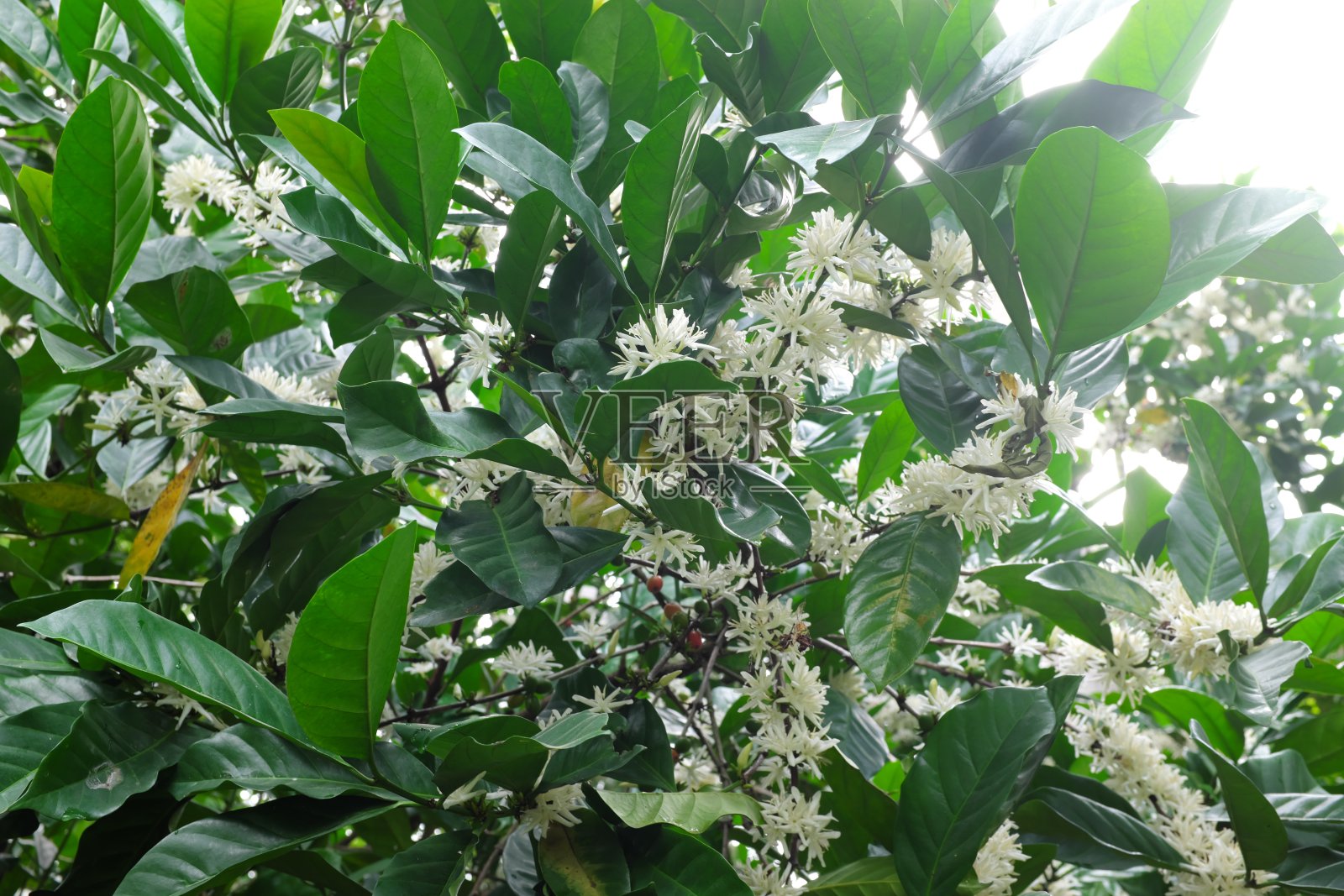 散焦美丽的盛开或开花的白咖啡树花利比里亚岬巴拉科品种在早上在菲律宾。照片摄影图片