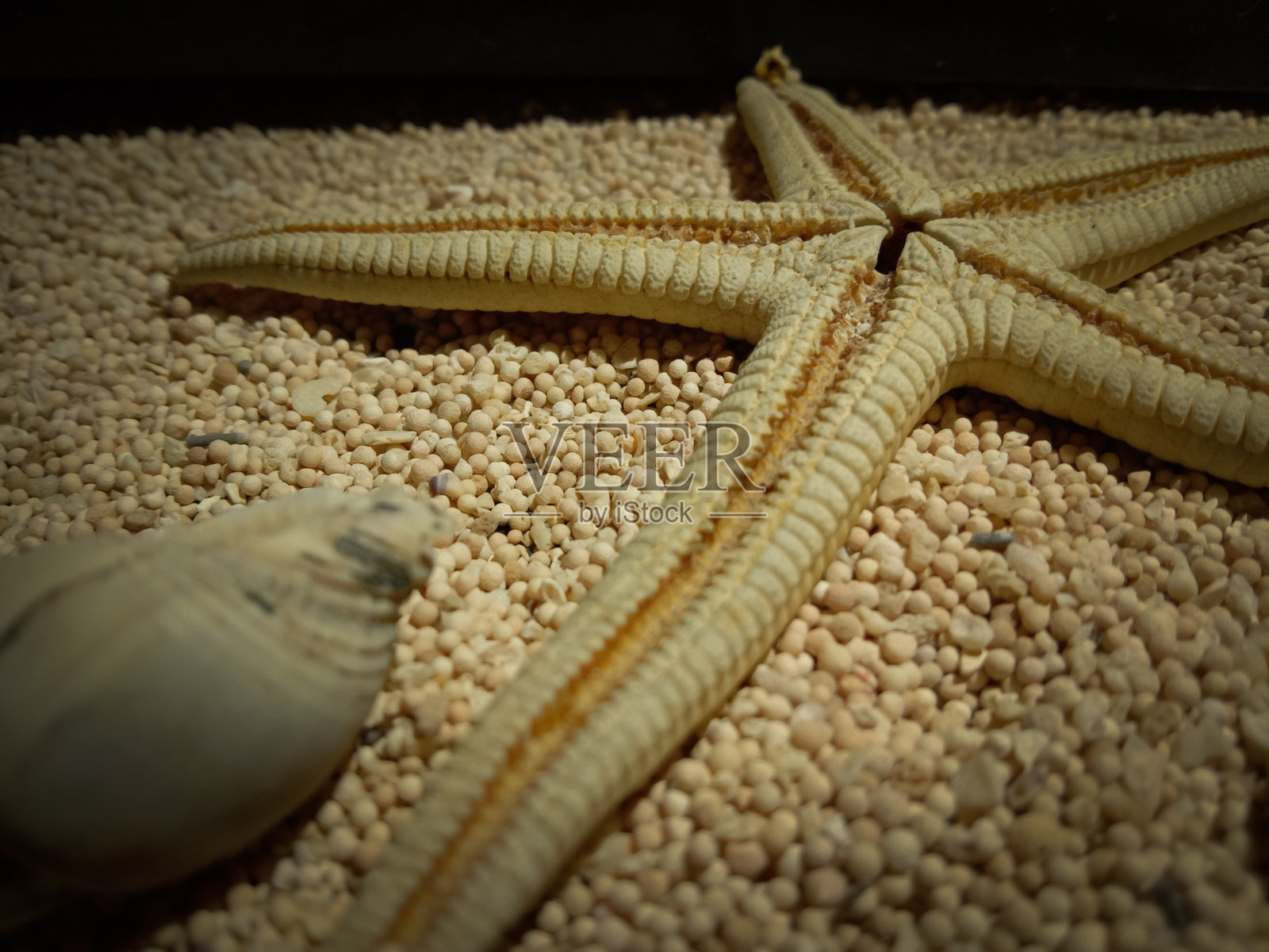 以沙粒为背景的海洋生物照片摄影图片