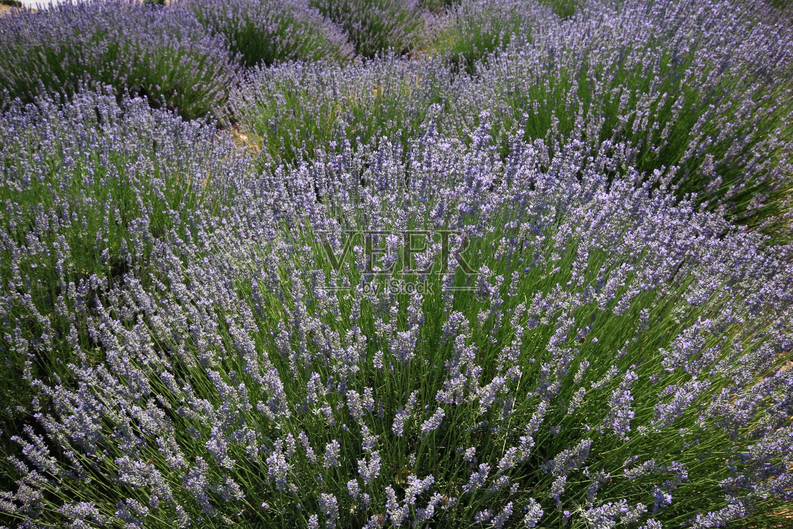 Kuyucak村薰衣草田里的薰衣草特写照片摄影图片