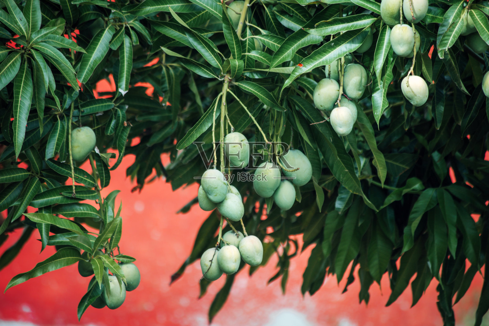 牙买加的芒果树照片摄影图片