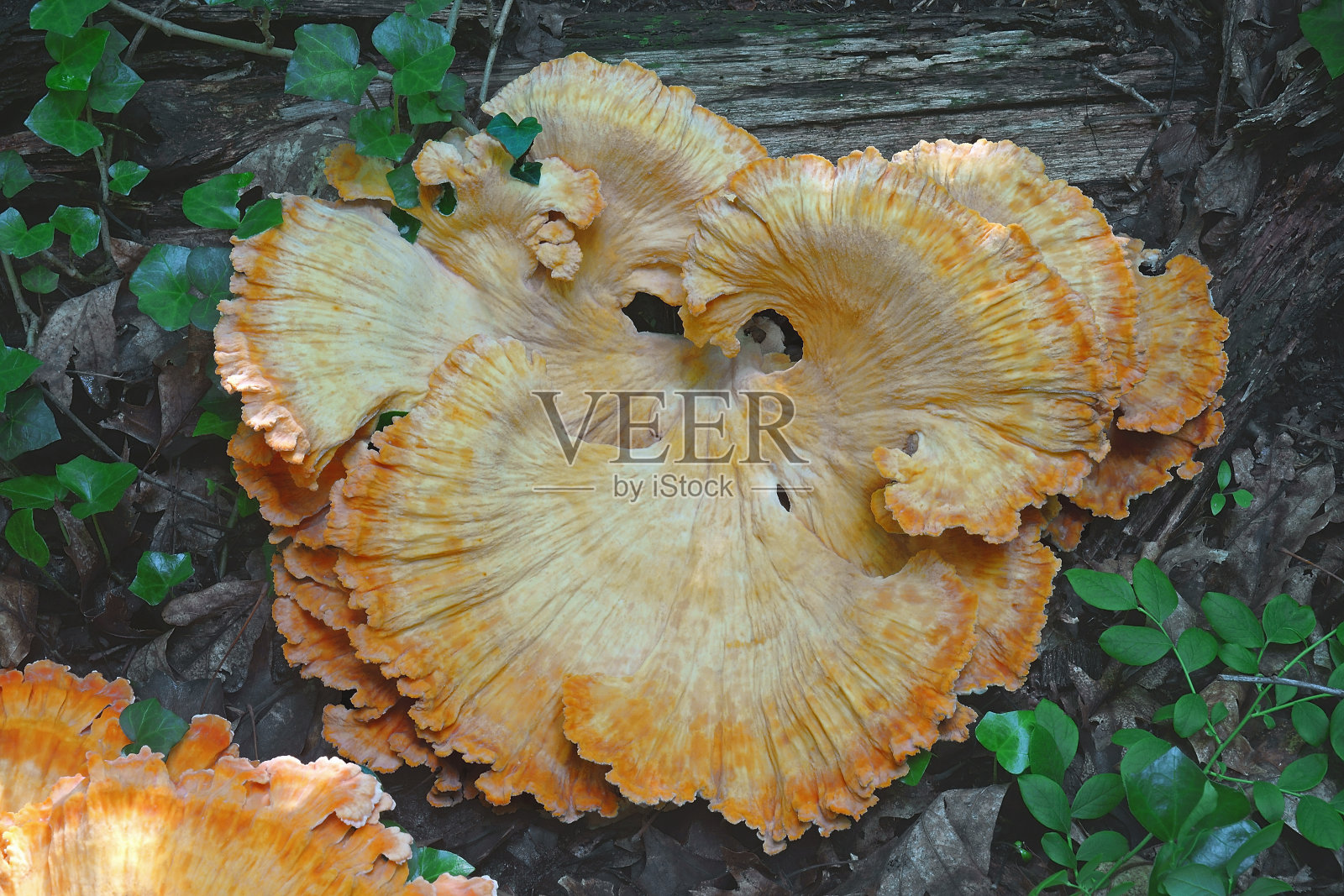 木耳上的鸡照片摄影图片