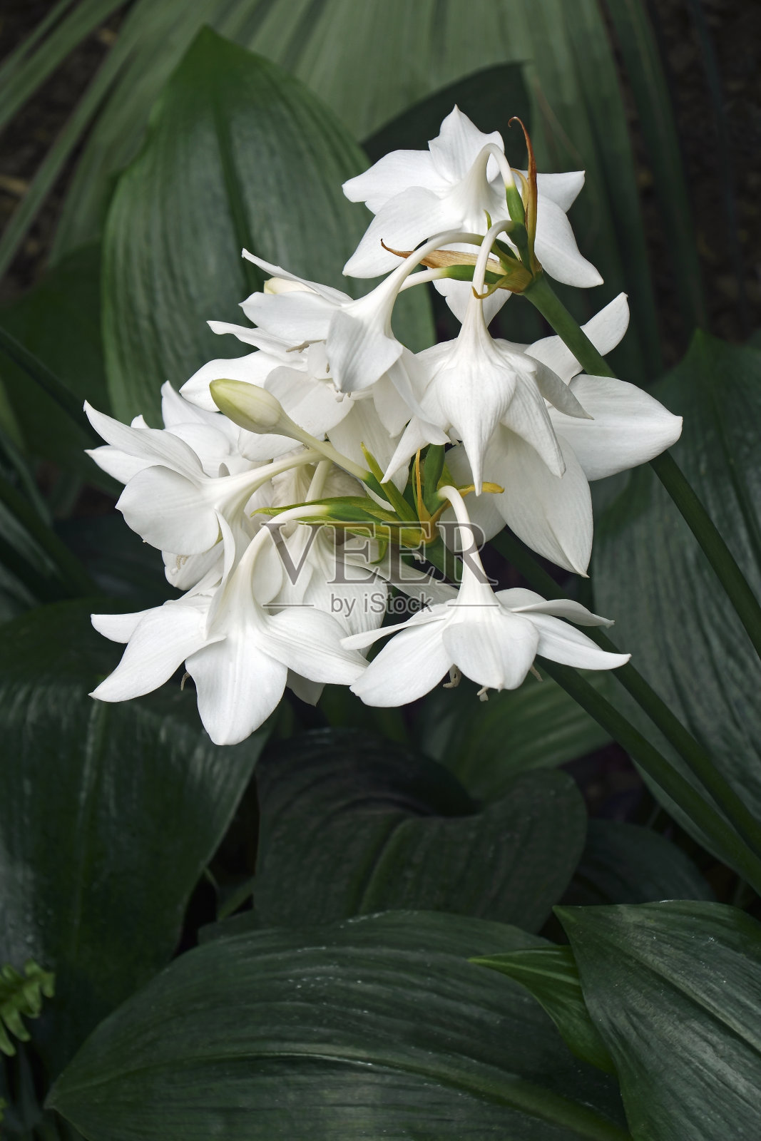 近距离拍摄亚马逊百合花照片摄影图片