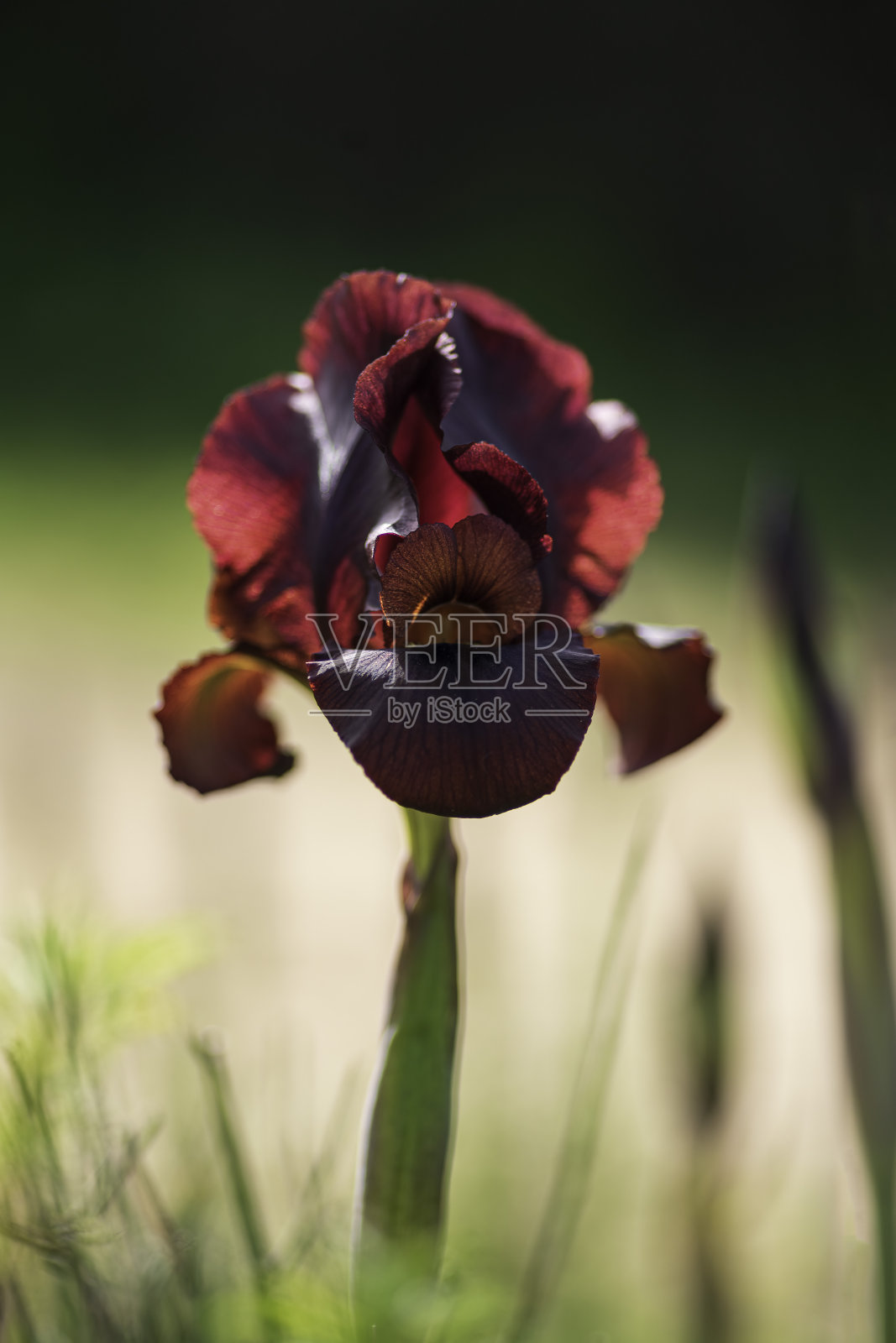 绿背景下黑紫鸢尾花与花蕾特写照片摄影图片