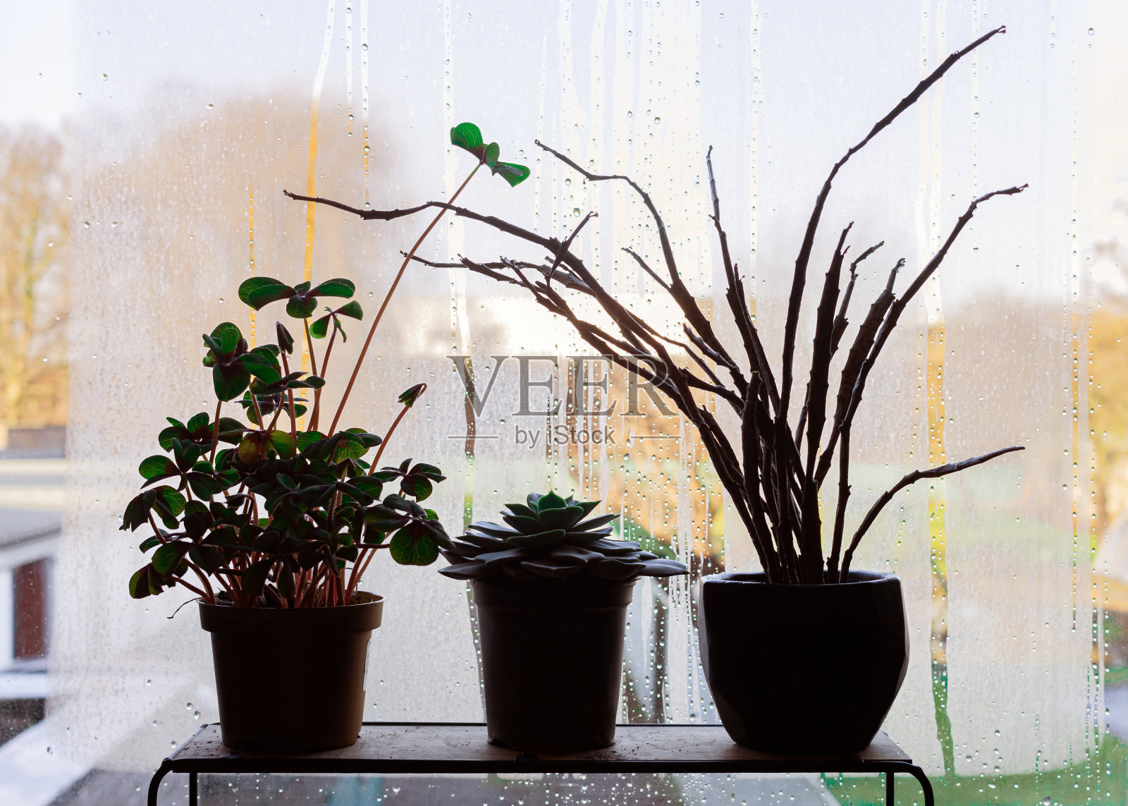 在一间暗室的窗台上种植植物。室内植物照明不足的概念。照片摄影图片