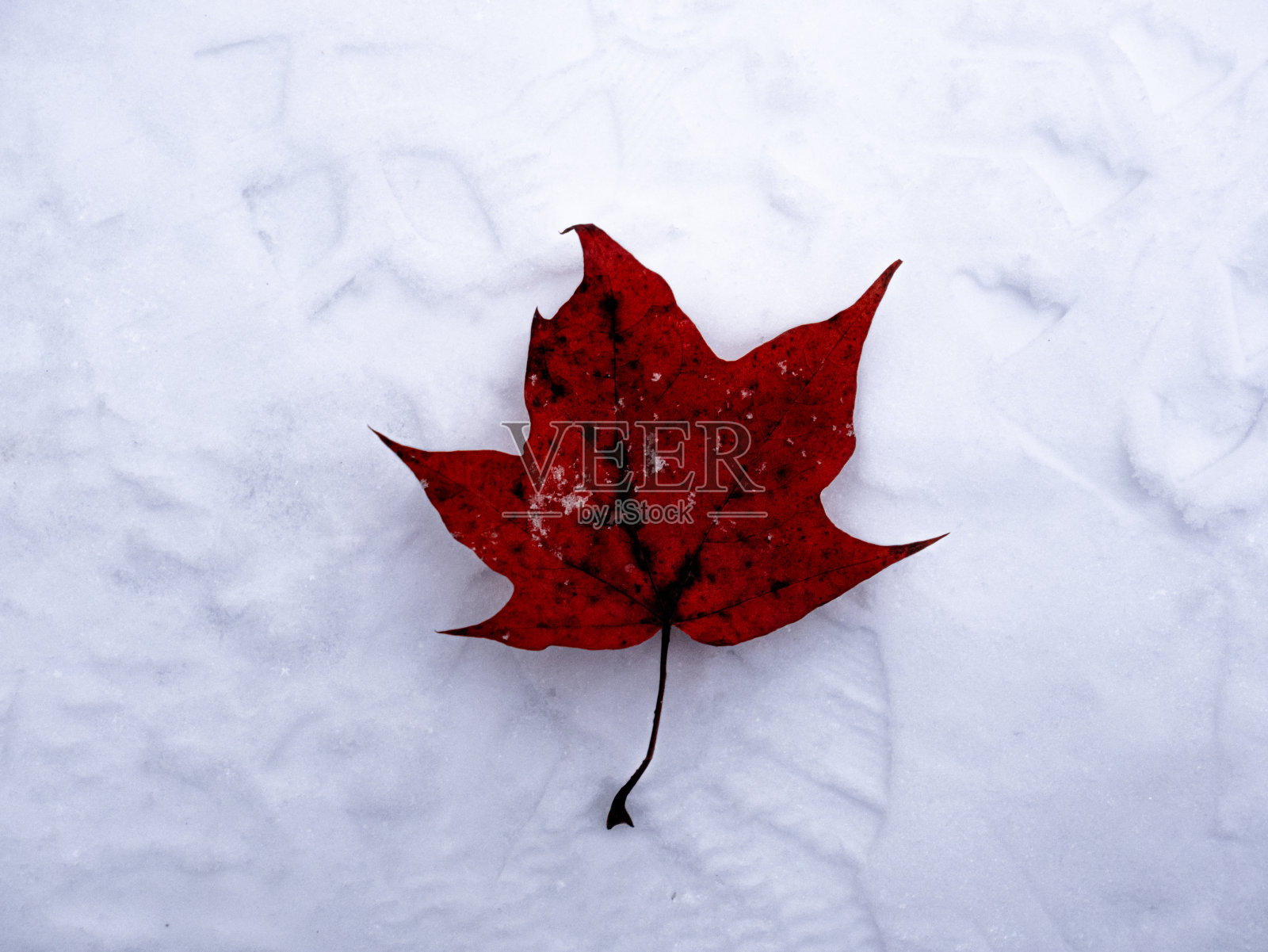 白雪上的红叶照片摄影图片