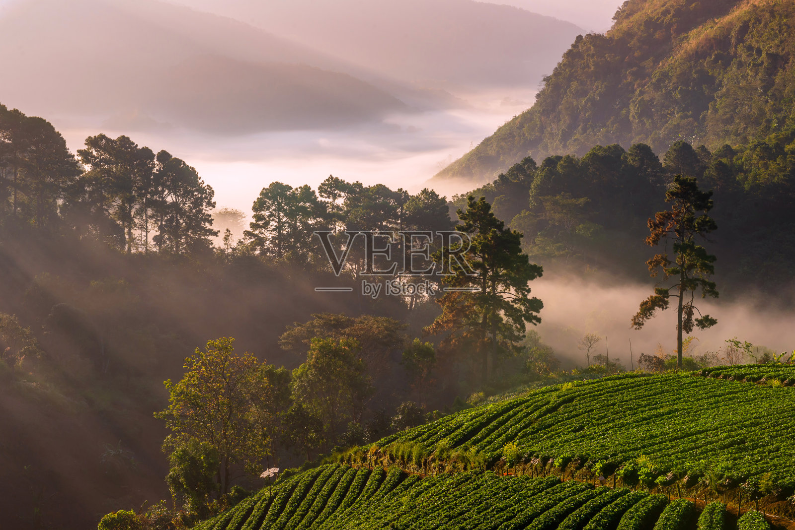 早晨的阳光照片摄影图片