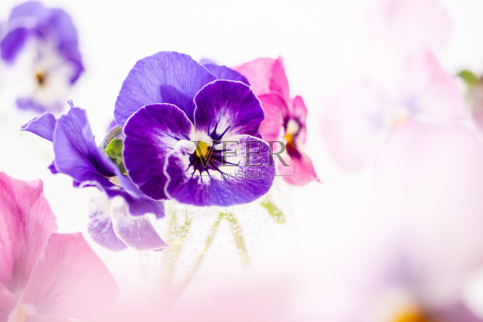 三色堇，春天的意象。照片摄影图片