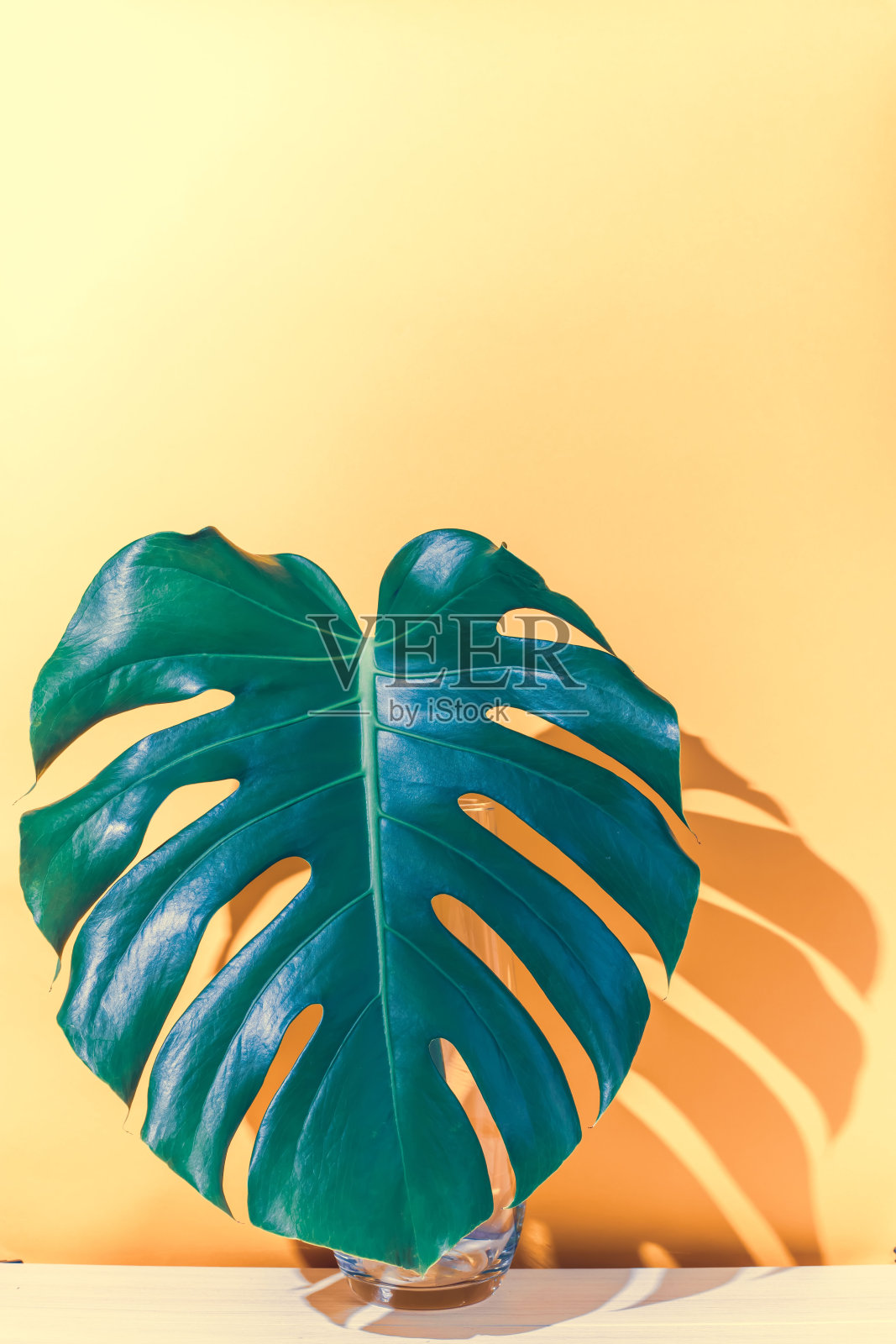 黄色背景上的怪兽树叶。照片摄影图片