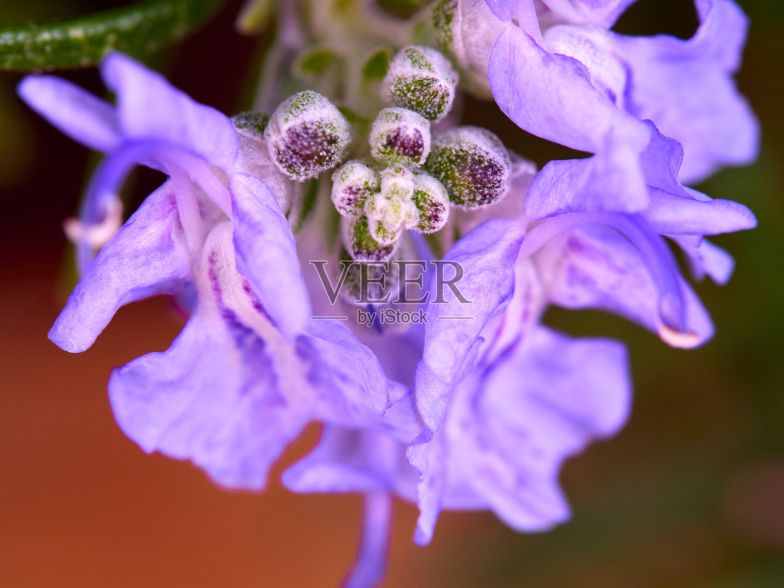 罗梅罗之花照片摄影图片